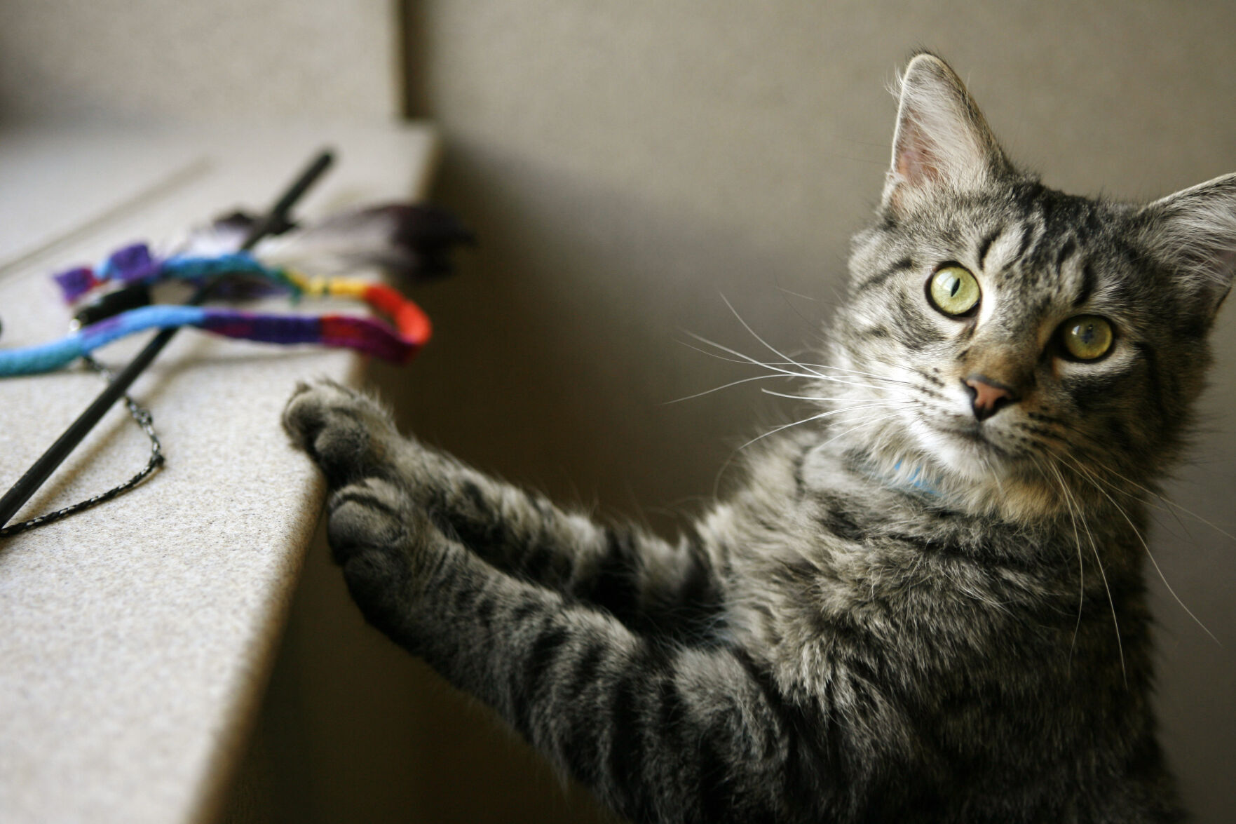 Pets Creature Cat Personality